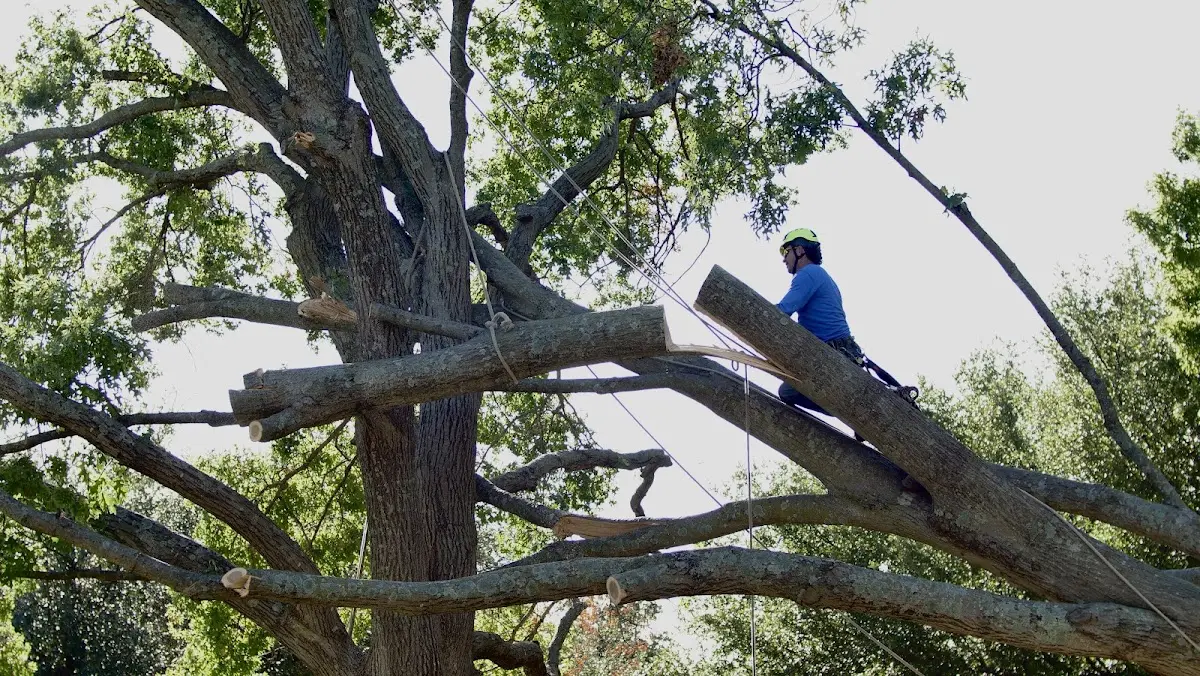 Professional Hazardous Tree Removal performed by certified arborists in Wharton